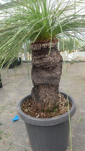 楽天市場】【現品発送】グラスツリー ジョンソニー ブラックボーイ 幹