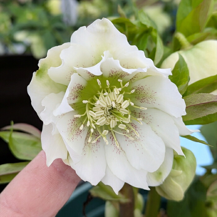 楽天市場】【現品】クリスマスローズ ダブル咲き ホワイト系 スポット