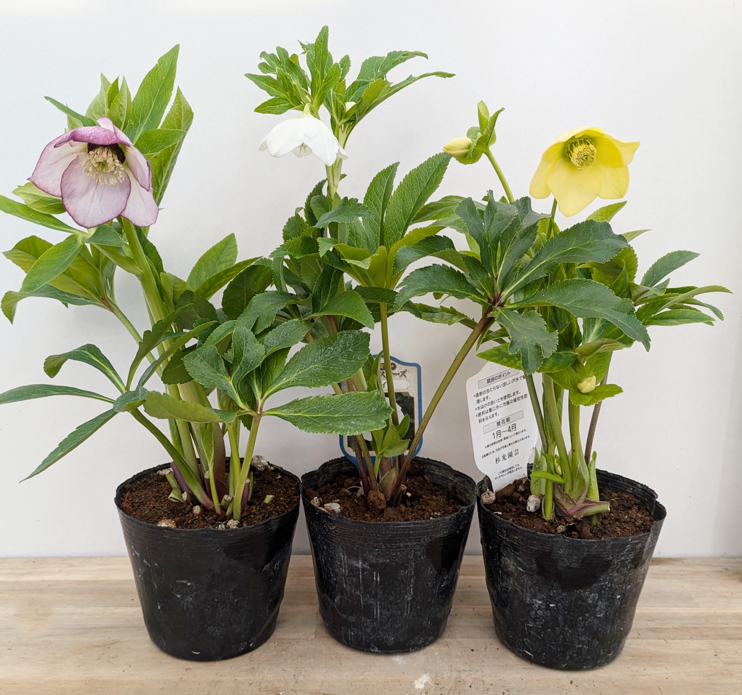 楽天市場】クリスマスローズ 開花見込み株 一重咲き(シングル咲き) 4号