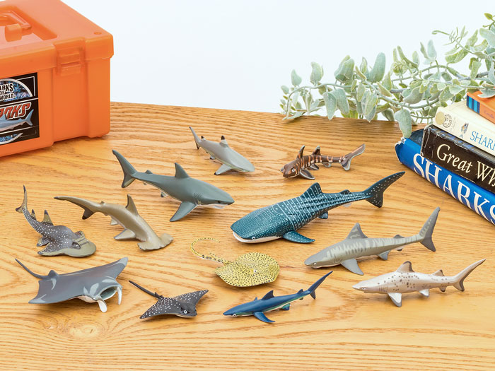 楽天市場】鮫 サメ リアル フィギュア 立体図鑑 シャークボックス 12種