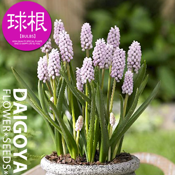 楽天市場】ムスカリ ピンクサンライズ【球根】3球入り _ 秋植え_球根_