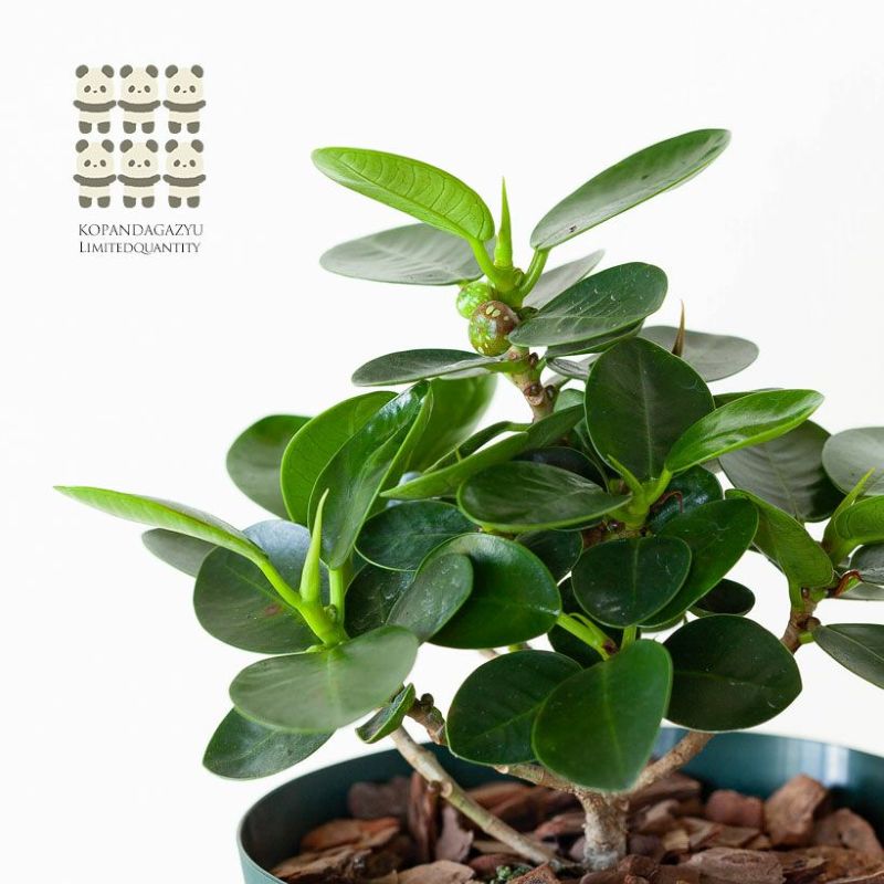 楽天市場】コパンダガジュマル4号スリット鉢パンダ ガジュマル ぱんだ