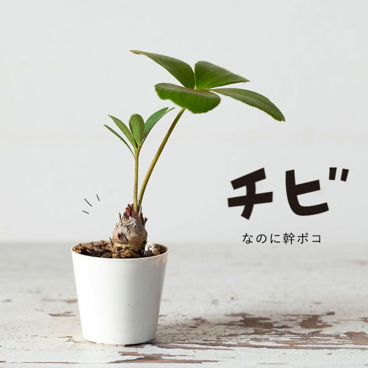 楽天市場】観葉植物 今月のおすすめ！ミニなのに幹上がり！ザミア