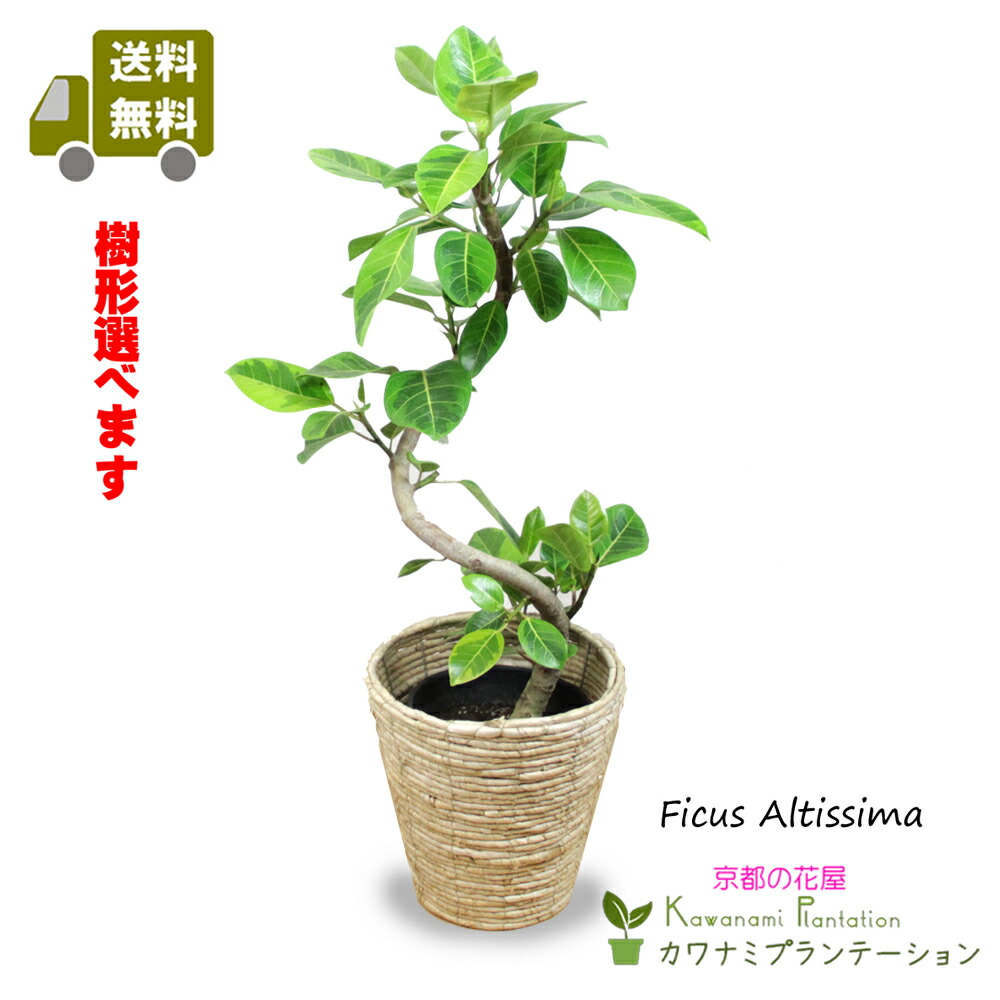 楽天市場】アルテシーマゴムの木幹曲り7号【送料無料】【樹形選べます