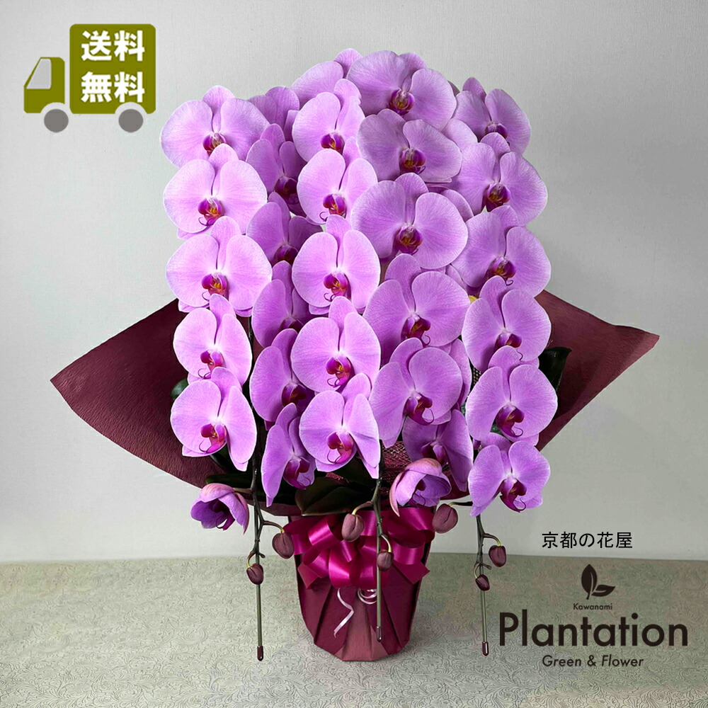 楽天市場】送料無料！胡蝶蘭（ピンク）3本立ち 39輪～42輪 ラッピング
