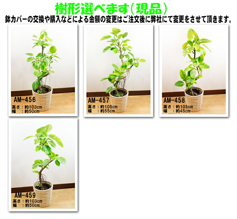 楽天市場】アルテシーマゴムの木幹曲り7号【送料無料】【樹形選べます
