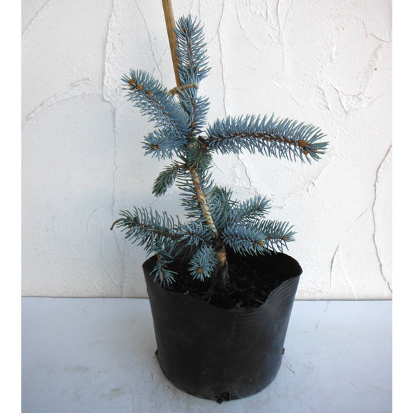 楽天市場】ピセア プンゲンストウヒ ホプシー（ガーデニング・農業｜花