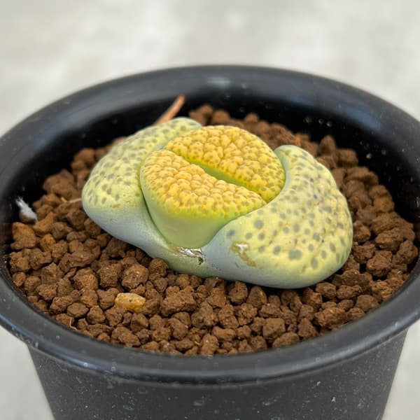 リトープス」の人気商品一覧 | 安い商品を通販サイトから探す - 価格.com