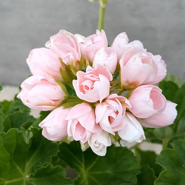 種 ゼラニウム 苗」の人気商品一覧 | 安い商品を通販サイトから探す