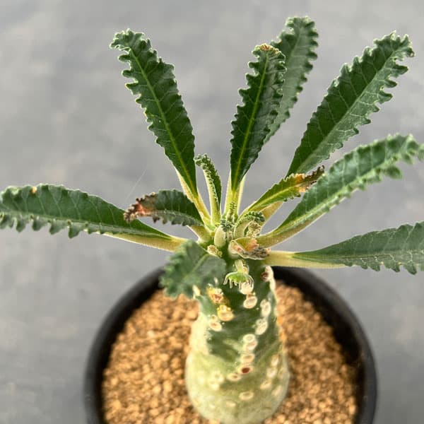 楽天市場】ドルステニア dorsteniaの通販