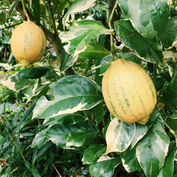 楽天市場】ピンクレモネードの通販