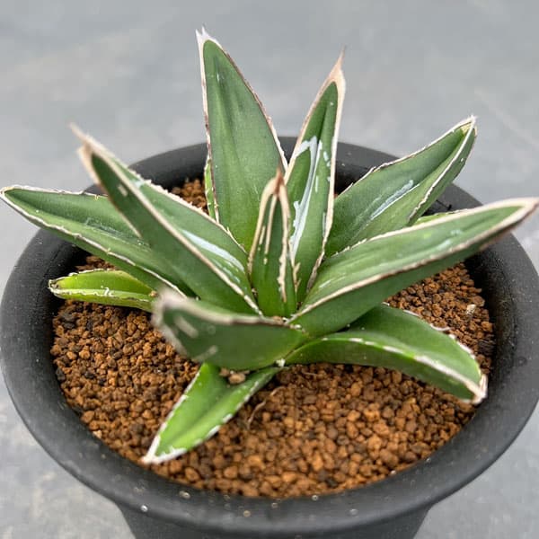 アガベ 笹の雪」の人気商品一覧 | 安い商品を通販サイトから探す