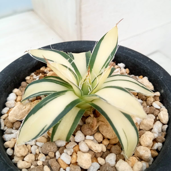 楽天市場】観葉植物/アガベ：白糸の王妃乱雪 黄中斑（発根済） 3.5号