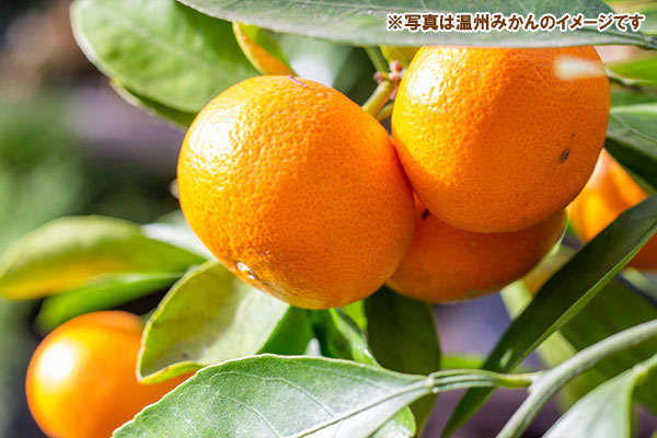 楽天市場】果樹の苗/ミカン：南柑20号（温州みかん）4.5号ポット