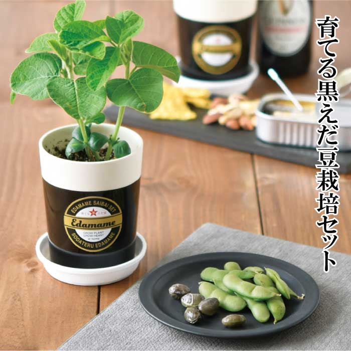 楽天市場】【SALE30%OFF】育てる黒えだ豆 栽培キット 栽培セット えだ