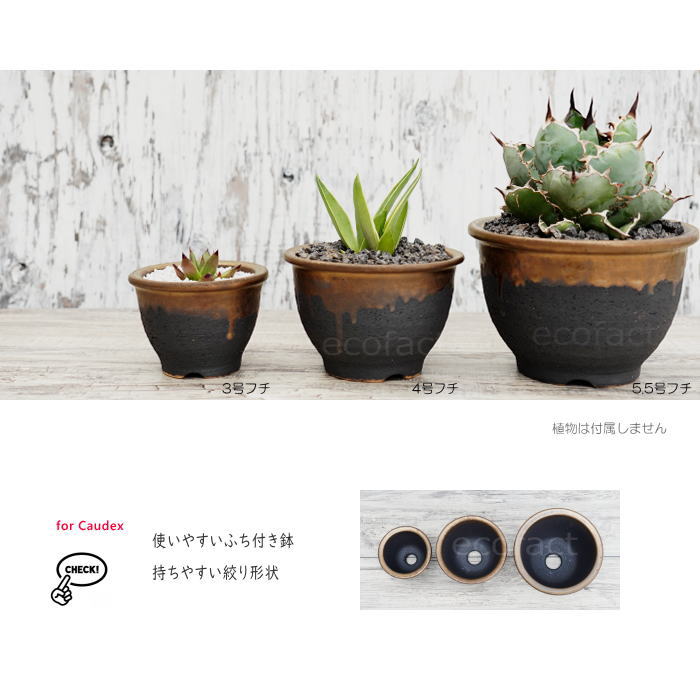 楽天市場】陶器鉢 植木鉢 4号フチ 底穴あり 金彩 ブラック おしゃれ