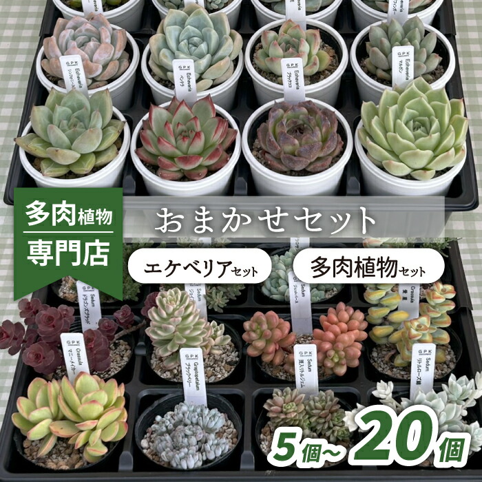 楽天市場】【ふるさと納税】 多肉植物 おまかせ セット おすすめ 5個