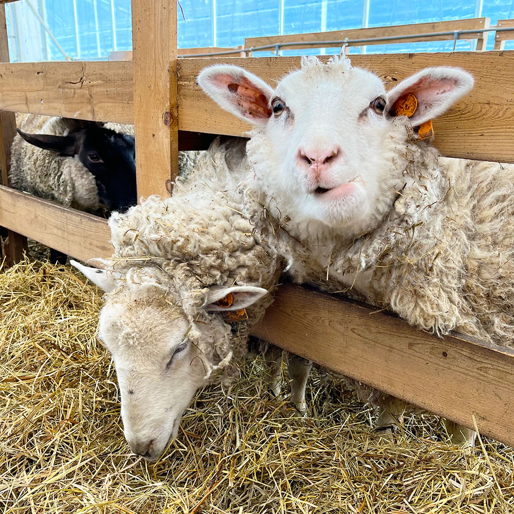 楽天市場】【ふるさと納税】早期予約 国産 羊毛（ 原毛一頭分 2〜3kg