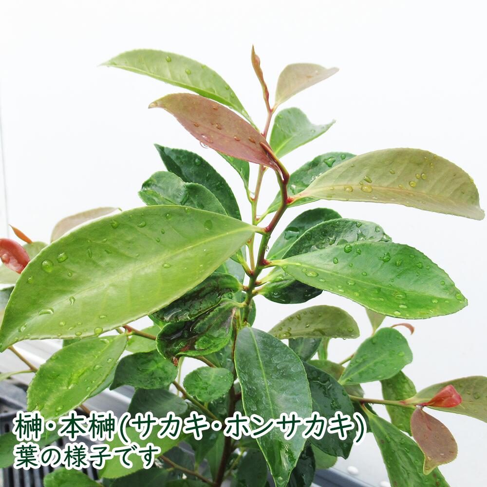 楽天市場】サカキ 苗 苗木 10.5cmポット苗【 まとめ買いがお得！ 】榊