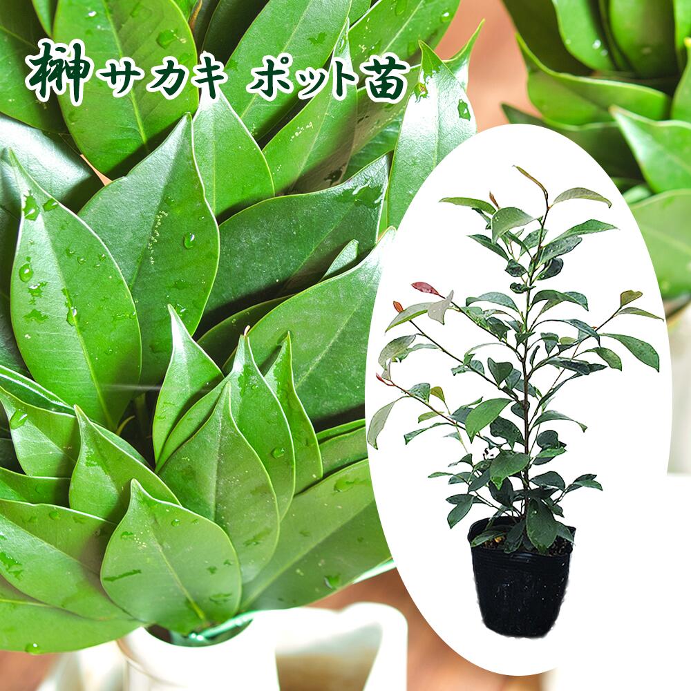 楽天市場】◇送料無料◇ ヒサカキ 苗 【姫榊 （ひさかき）】 5号ポット