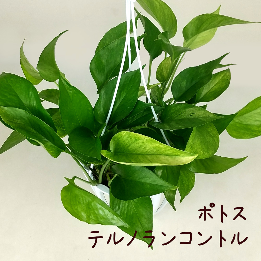 楽天市場】ポトス・テルノランコントル 5号 吊り【観葉植物 5寸