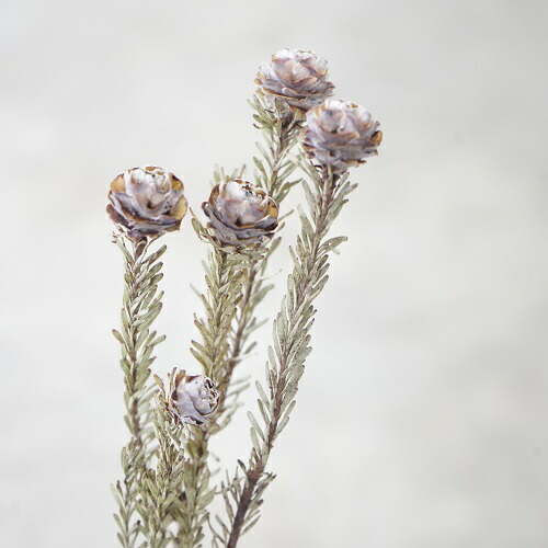 楽天市場】自家栽培のドライフラワー リューカデンドロン トータム