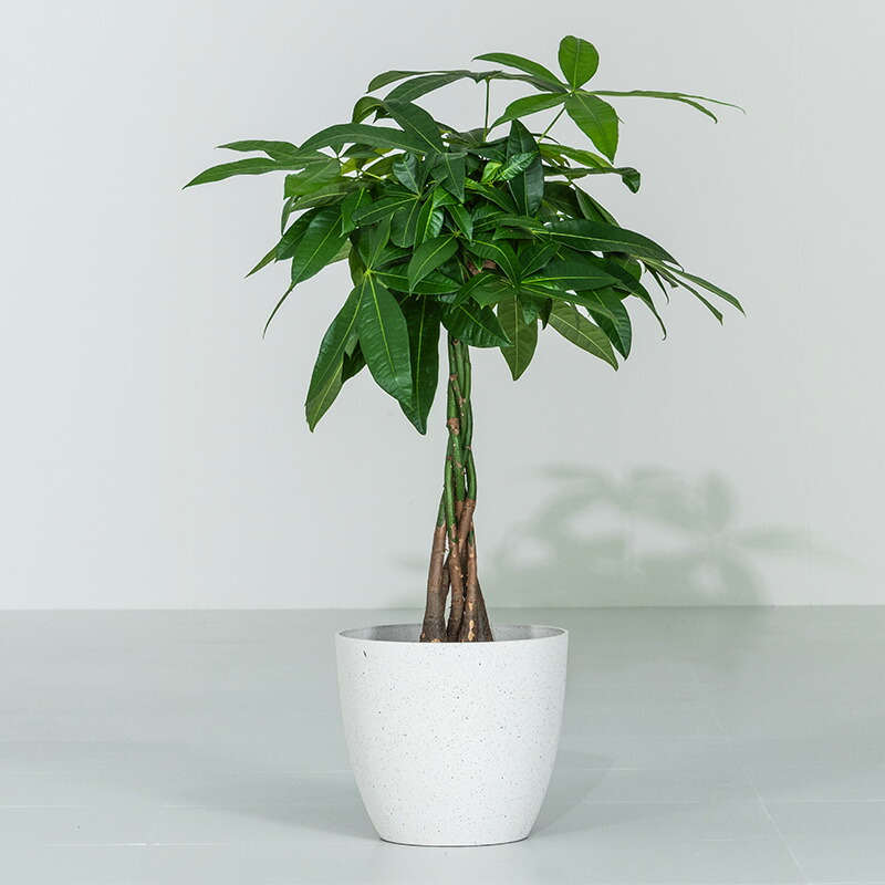 楽天市場】【クーポンで10%OFF☆3/4 20:00〜3/5 23:59】 パキラ 観葉