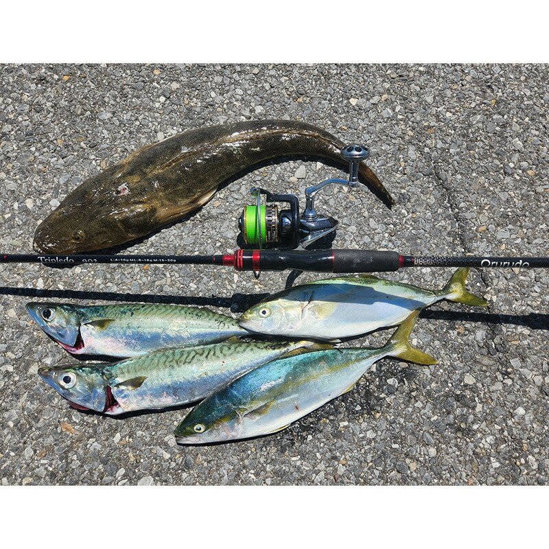 楽天市場】【3/11まで 限定クーポン配布中！エントリーでポイント最大