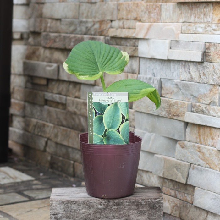 楽天市場】【SS限定☆エントリーで＋P10倍＆MAX15％OFFクーポン