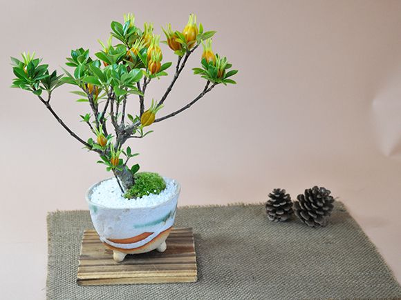 楽天市場】盆栽 クチナシ 梔子 くちなし ミニ盆栽 不思議な実のなる