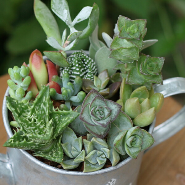 楽天市場】【SS限定☆エントリーで＋P10倍＆MAX15％OFFクーポン】多肉