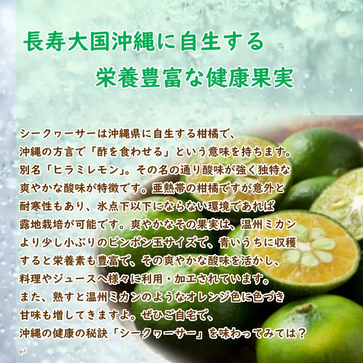 楽天市場】【 実つき 】「 シークヮーサー 」 苗木 13.5cm(4.5号