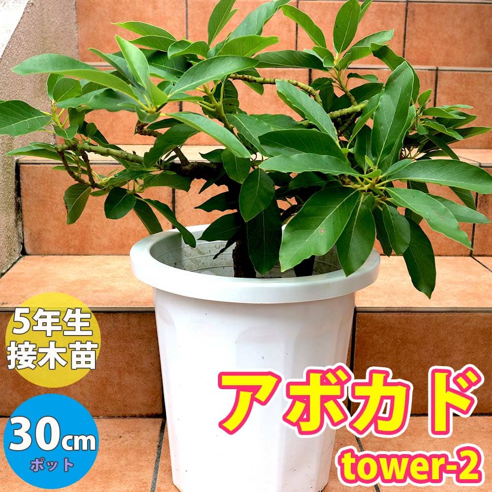 楽天市場】【送料無料】アボカドの苗木 品種:タワー2 ( 開花タイプ:B