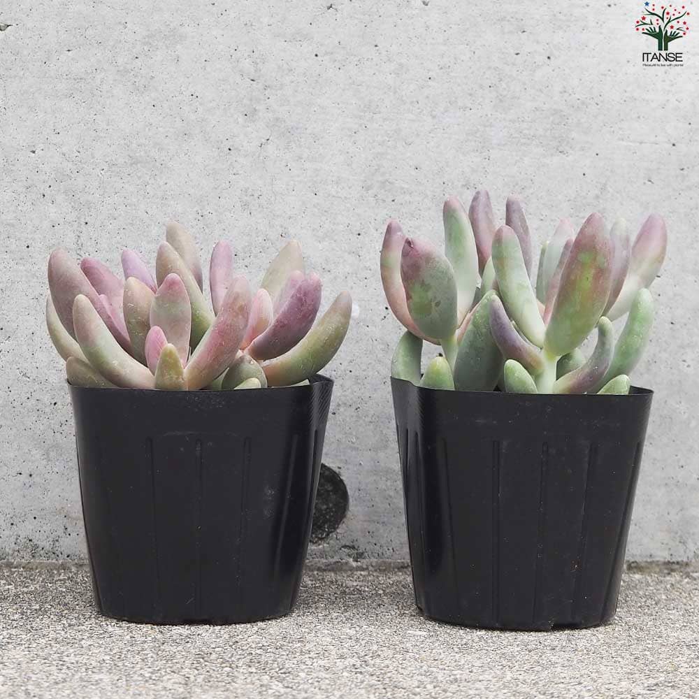 楽天市場】【送料無料】パキセダム キャンディーグレープ 多肉植物 3号