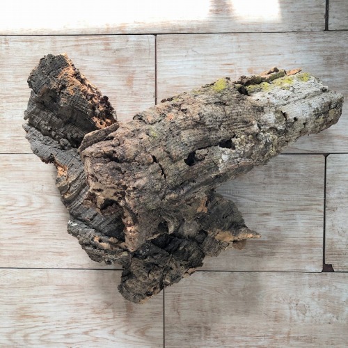 楽天市場】コウモリラン ビカクシダ 着生板 コルクフラット Sサイズ