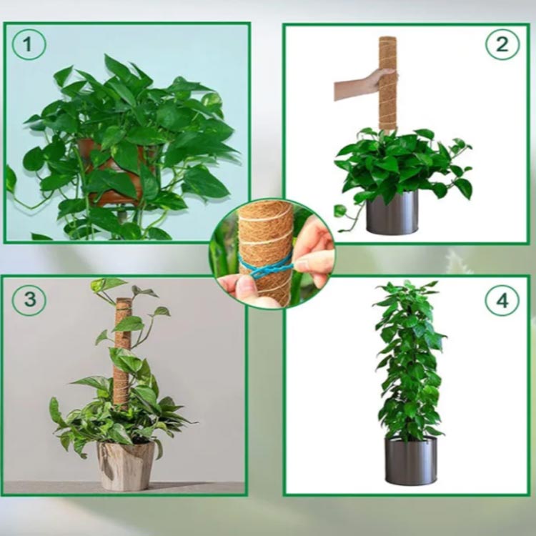 楽天市場】 ポトス 植物支柱 5本セット 耐久 ココスティック 花ささえ