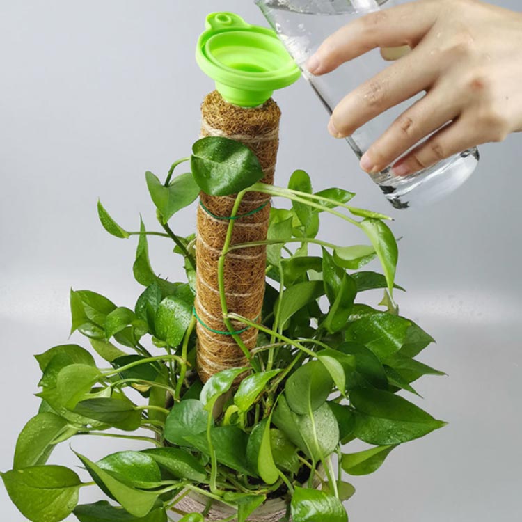 楽天市場】 ポトス 植物支柱 5本セット 耐久 ココスティック 花ささえ