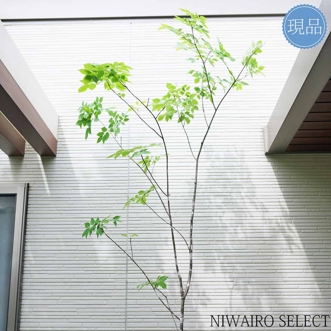 楽天市場】山採り【アオダモ】自然風樹形 コバノトネリコ 樹高H≒260