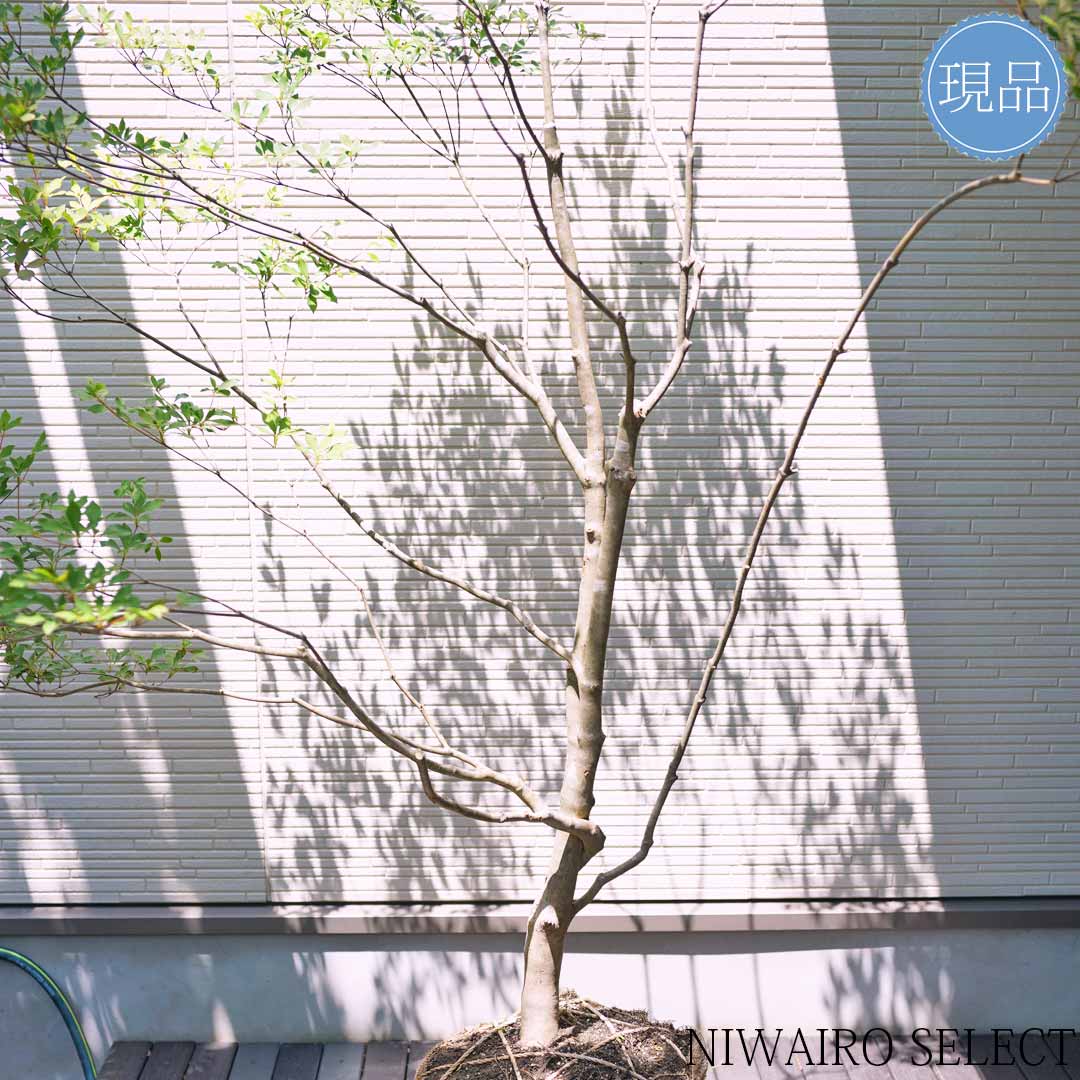 楽天市場】大型 山採り【ドウダンツツジ】自然風樹形 樹高H≒190 × 枝