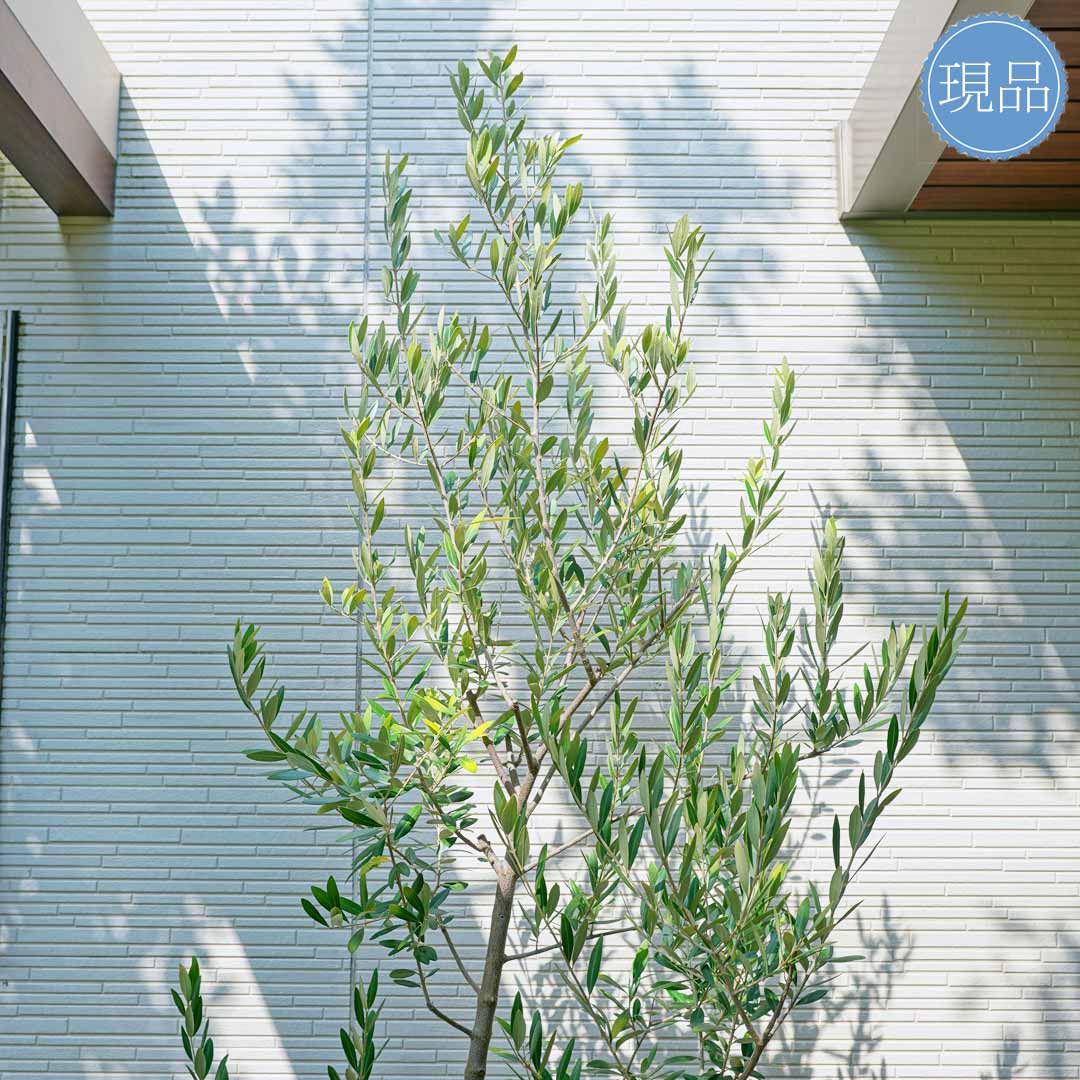 楽天市場】【現品】鉢植え【オリーブの木】レッチーノ 自然風樹形 全高