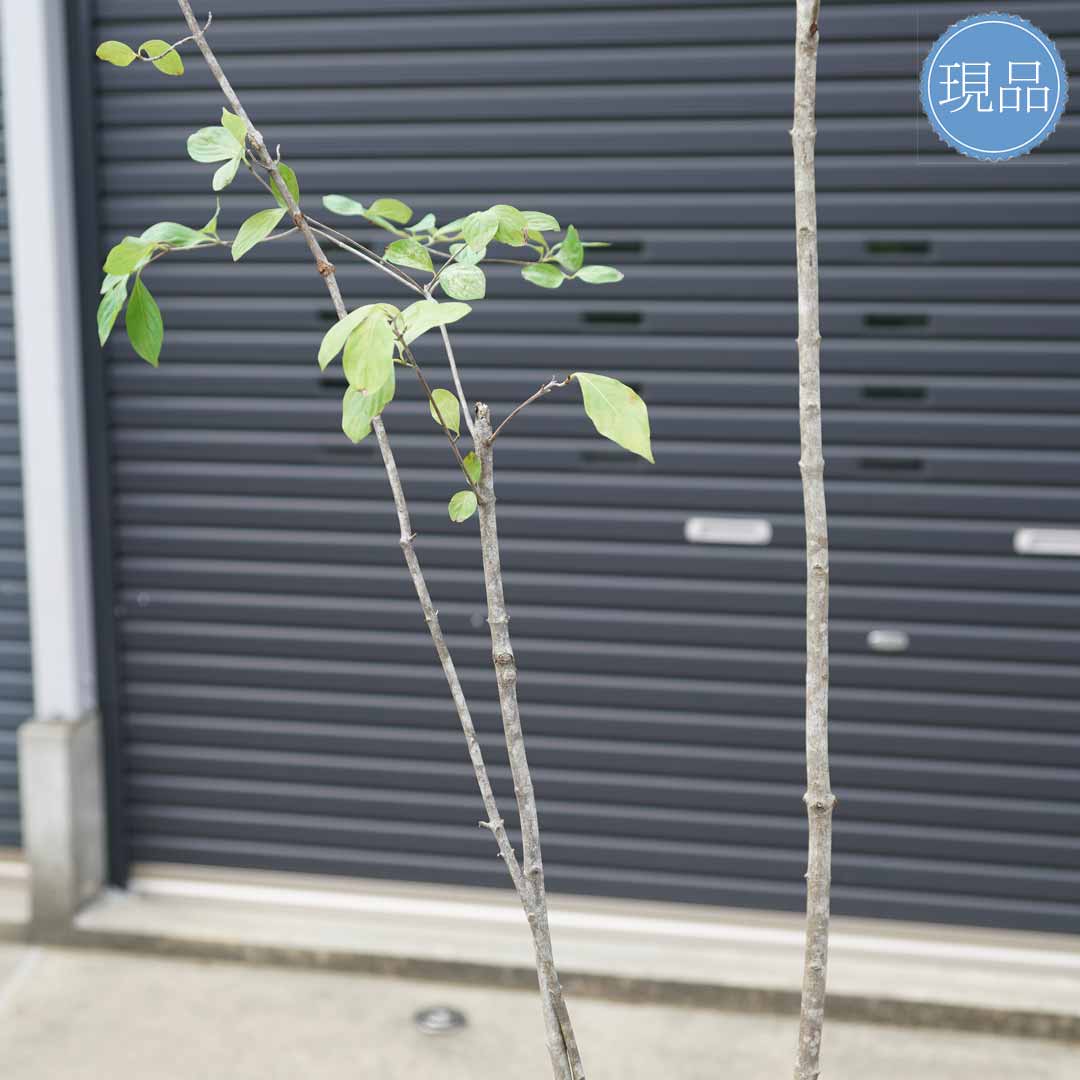 楽天市場】【現品】山採り【ヤマボウシ】山法師 株立ち 自然風樹形