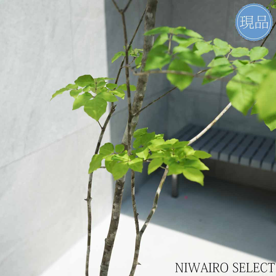 楽天市場】【現品】山採り【アオダモ】株立ち 自然風樹形