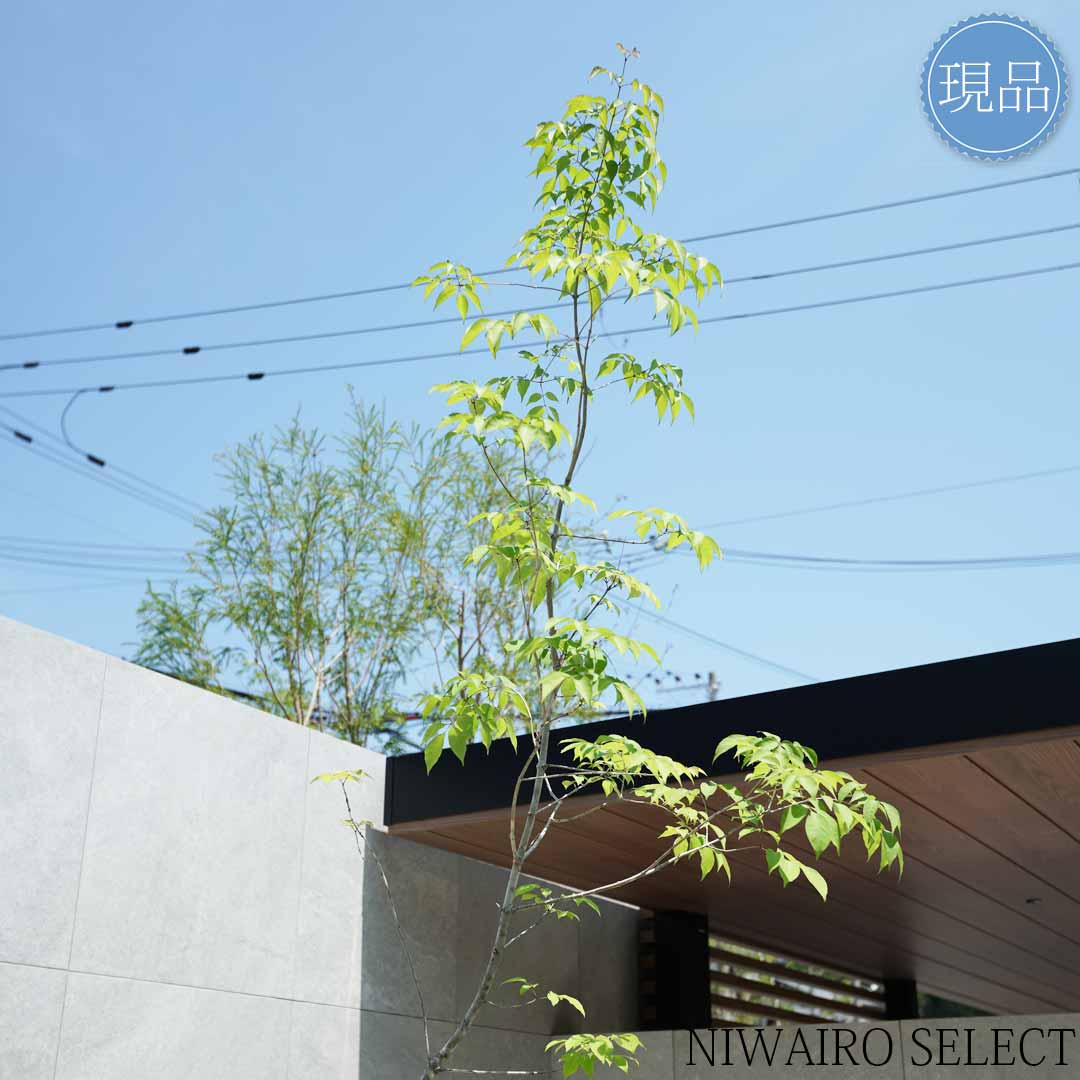 楽天市場】【現品】山採り【アオダモ】株立ち 自然風樹形