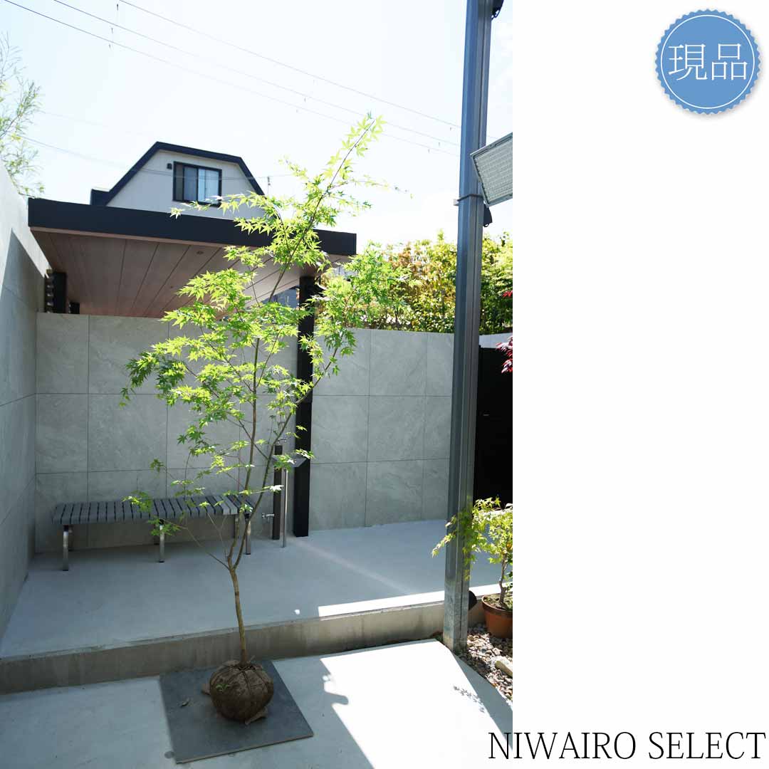 楽天市場】【現品】山採り【イロハモミジ】紅葉 自然風樹形 樹高H≒220