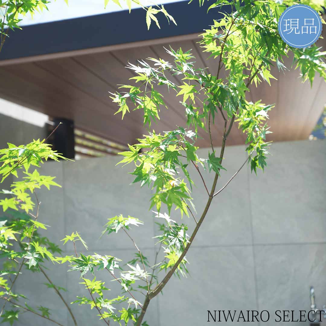 楽天市場】【現品】山採り【イロハモミジ】紅葉 自然風樹形 樹高H≒220