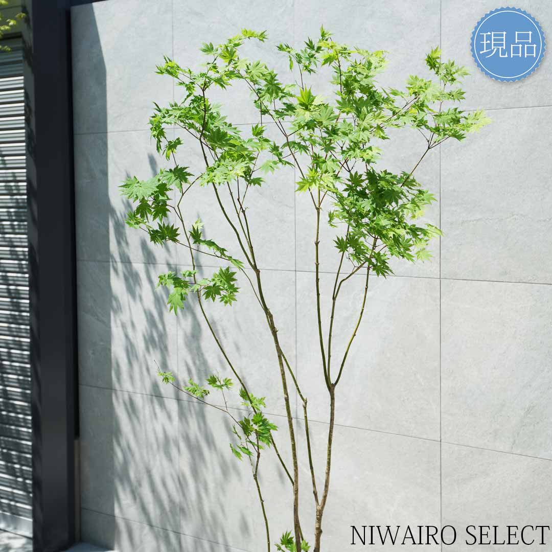 楽天市場】【現品】山採り【ヒナウチワカエデ】雛団扇楓 株立ち 自然風