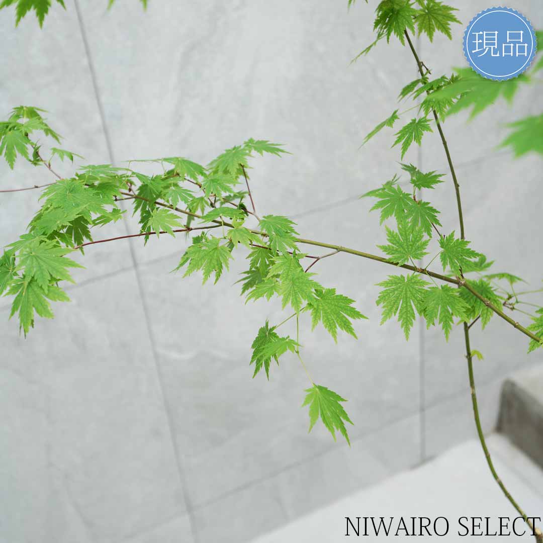 楽天市場】【現品】山採り【ヒナウチワカエデ】雛団扇楓 株立ち 自然風