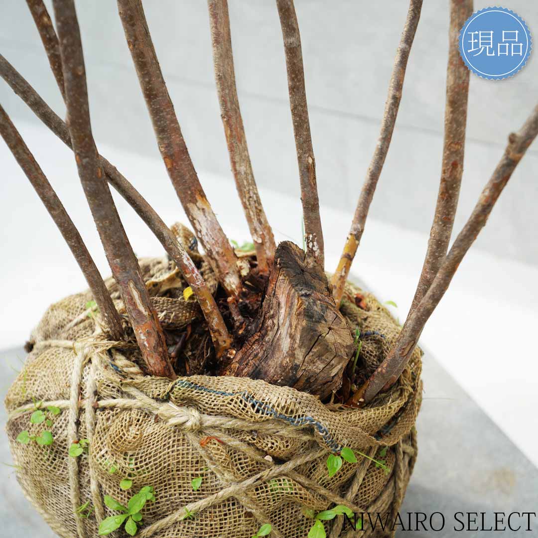 楽天市場】【現品】山採り【ナツハゼ】夏櫨 株立ち 自然風樹形 樹高H