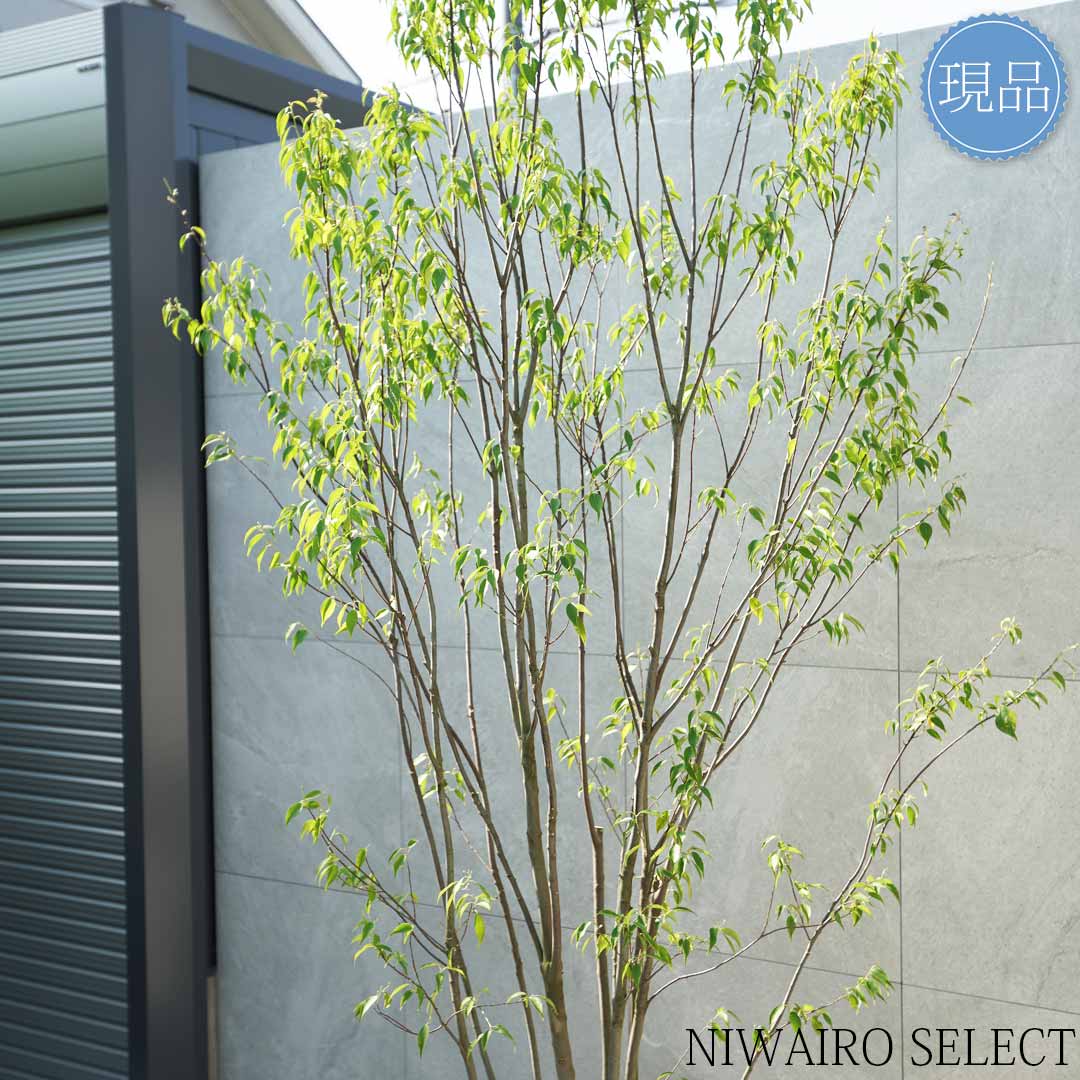 楽天市場】【現品】山採り【ハイノキ】株立ち 自然風樹形 樹高H≒260