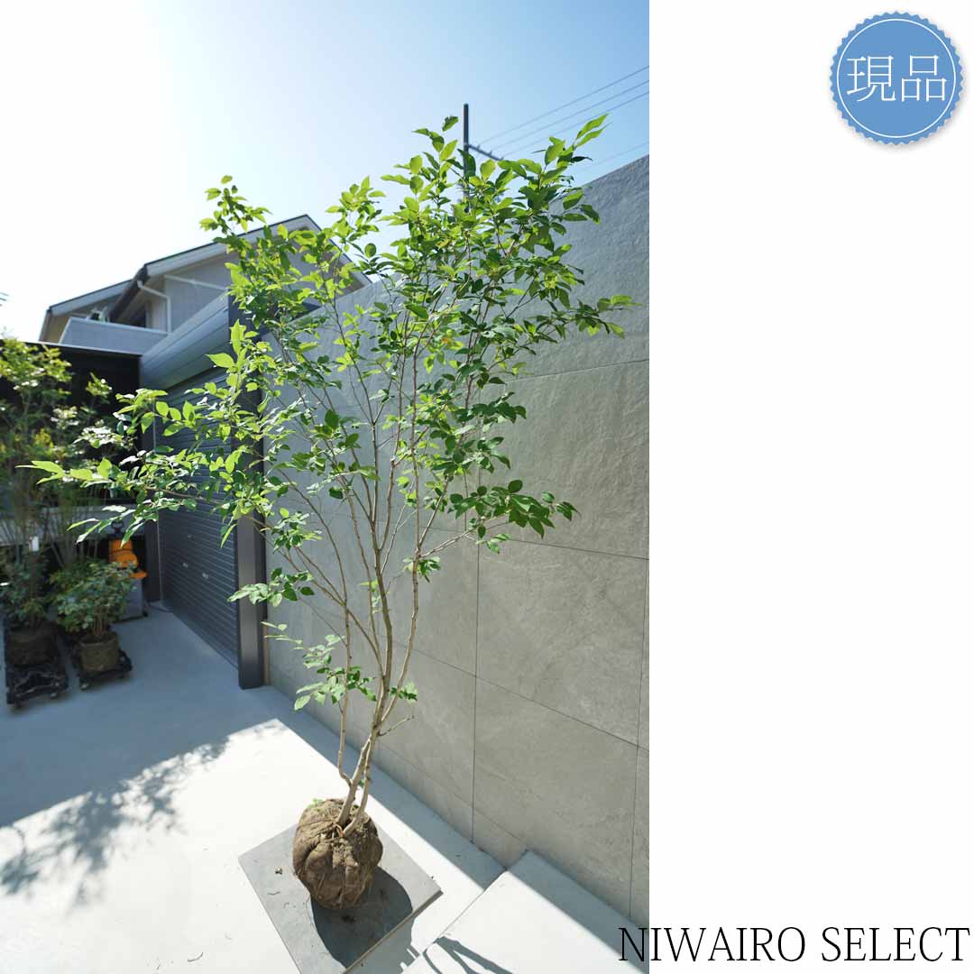 楽天市場】【現品】【ヤマコウバシ】山香ばし 株立ち 自然風樹形 樹高H